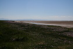 shoreflowers.jpg