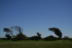 trees.jpg